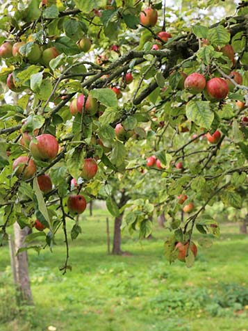 Appelboom Kopen? Lage Prijzen | Alle Soorten En Maten ...