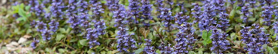 Sommige bodembedekkers geven ook een rijke bloei zoals deze Ajuga reptans 'Atropurpurea'