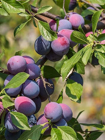 Pruimenbomen Kopen Bij Tuinplantenwinkel.nl - Voordelig