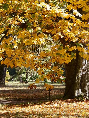 Aesculus - Kastanjeboom Kopen Bij Tuinplantenwinkel.nl ...