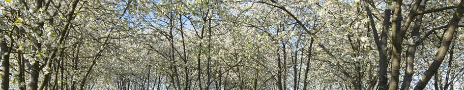 Kersenbomen geven niet alleen heerlijke vruchten, maar de bloesem geeft de tuin een kleurrijke start van de lente