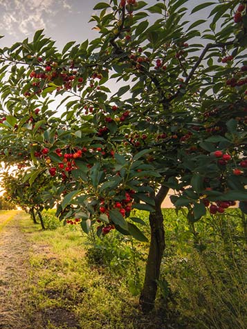 Veel kersenbomen zijn zelfbestuivend dus hoeft u maar een soort in uw tuin aan te planten voor een goede pluk