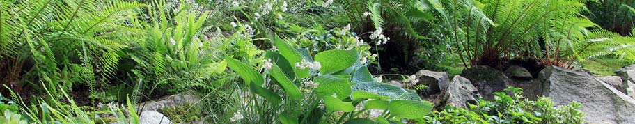 Varens zijn echte schaduwliefhebbers en combineren goed met andere andere bladplanten die van dezelfde plek houden in de tuin