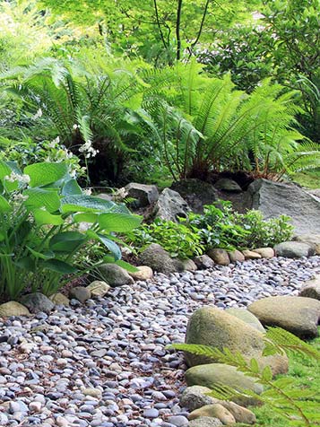 In deze tuin zijn verschillende varens gecombineerd voor een sprookjesachtig uiterlijk