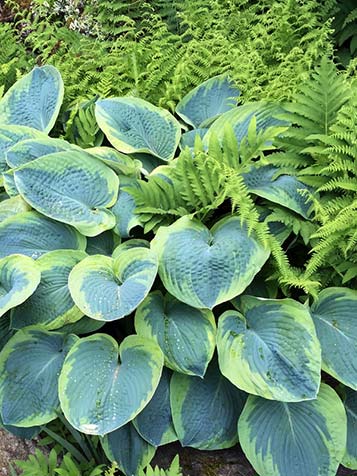 de hosta is uitermate geschikt om met varens te combineren