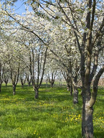 Kersenbomen kunnen worden gesnoeid, maar groeien meestal uit tot flinke bomen