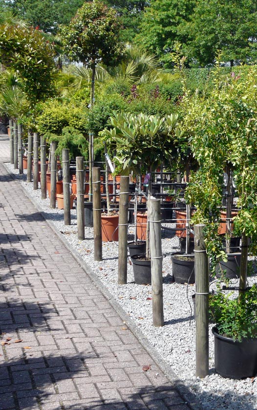 Agressief Harde ring Opa Bomen - Kleine bomen op stam - assortiment - bomen kopen bij neutkens  planten en bomencentrum - Neutkens Planten- en bomencentrum