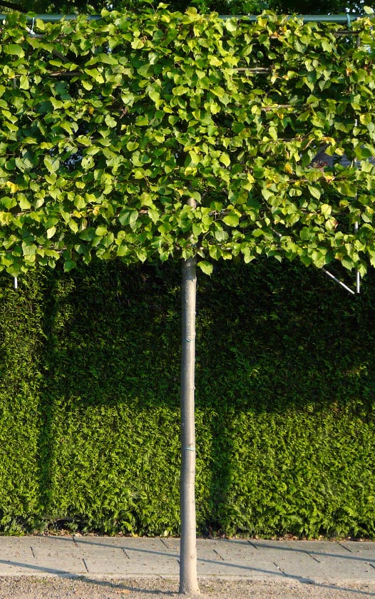 Baron Vervreemding De lucht Bomen | Neutkens planten- en bomencentrum