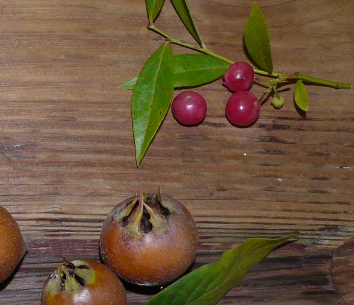 fax Sherlock Holmes werkzaamheid Fruit en Fruitbomen - Neutkens Planten- en bomencentrum