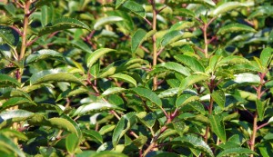 Prunus lusitanica Angustifolia - Portugese laurier - laurierhaag - haagplanten kopen bij Neutkens