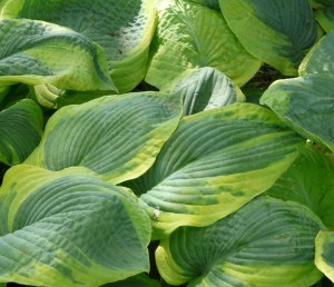 Inspiratie van Neutkens plantencentrum voor uw bladplanten border