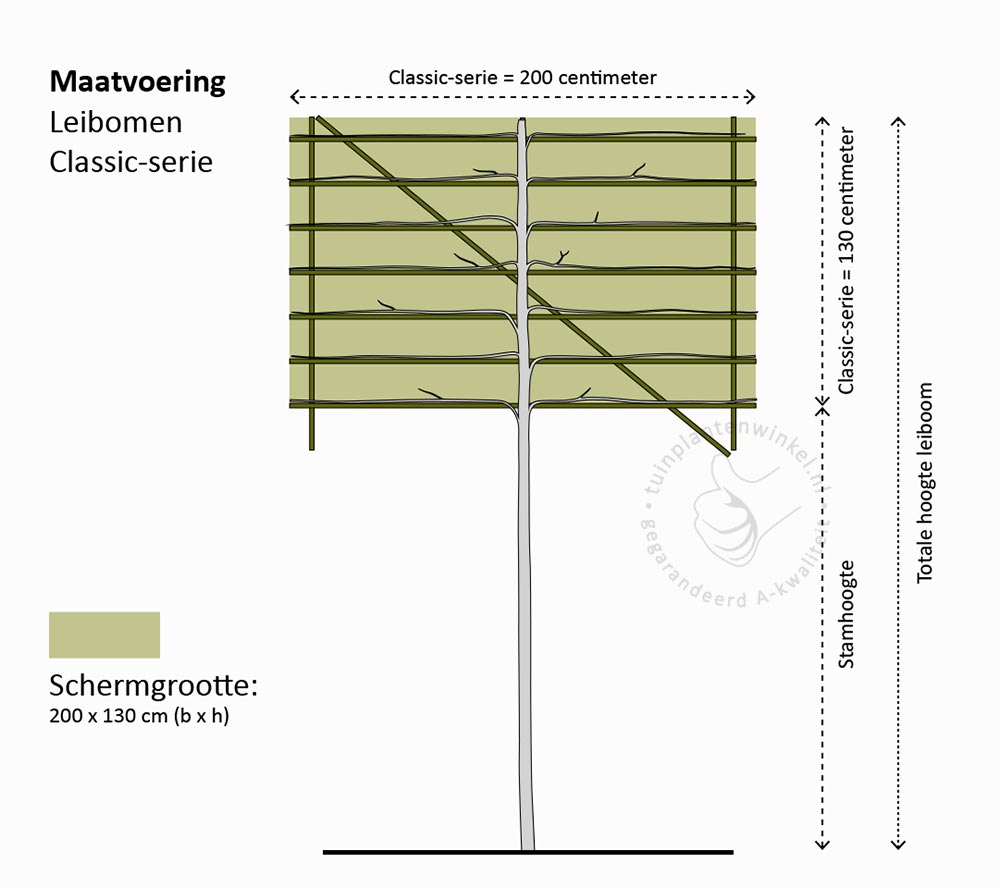 elektrode verklaren Schuine streep Leibomen | Neutkens Planten- en bomencentrum