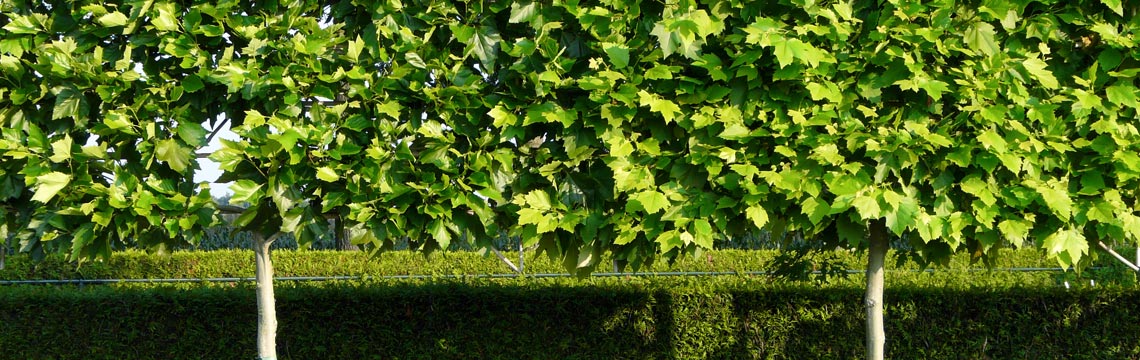 Leibomen | Planten- en bomencentrum